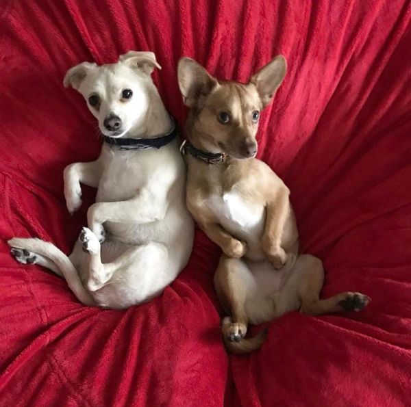Créditos: @pharaohdoggo
