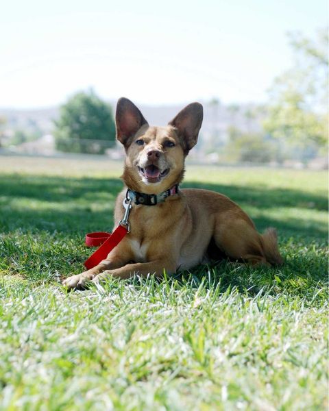Créditos: @coredogtrainingla
