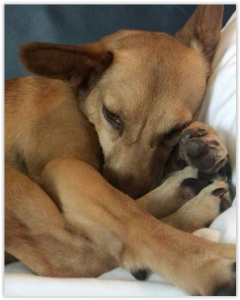 Créditos: @pharaoh_lambert
